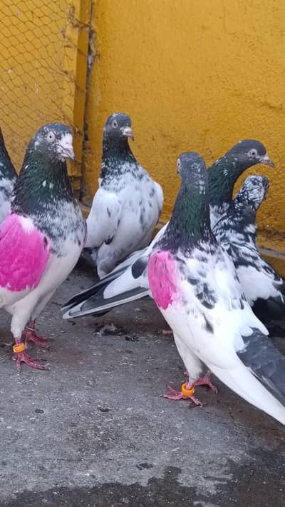 THADI and golden pigeon available