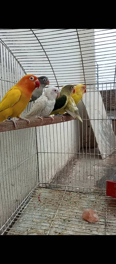 Lovebirds / Parrots Pair for Sale