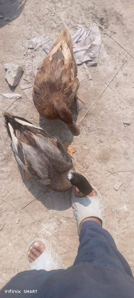ducks 3