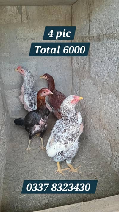 Healthy Aseel Chicks Available – Strong Breed, Fast Growth
