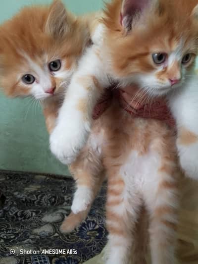 Persian kitten peir