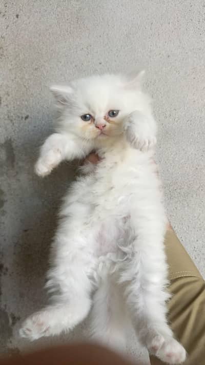 person tripl coted kitten location mardan