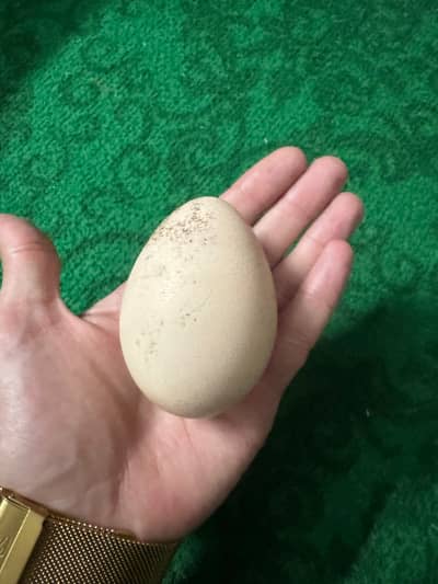 Peacock Egg