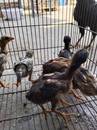 Aseel mianawali chicks