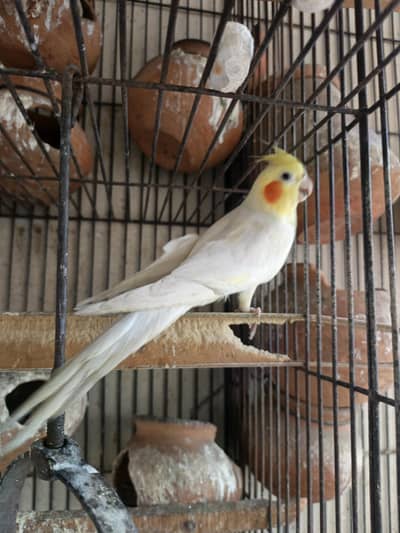 white colour cocktail