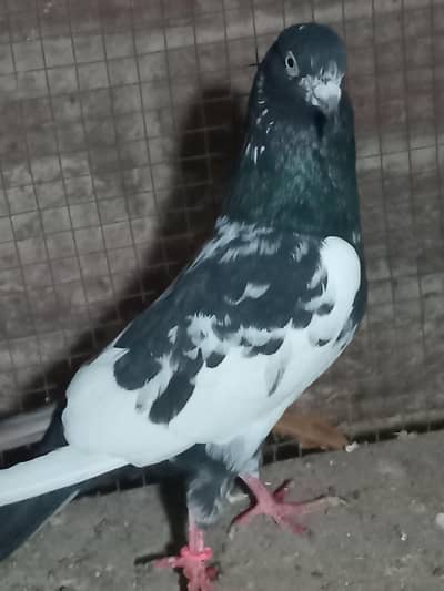 breader male achi nasal ka