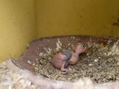 Green Ringneck chick
