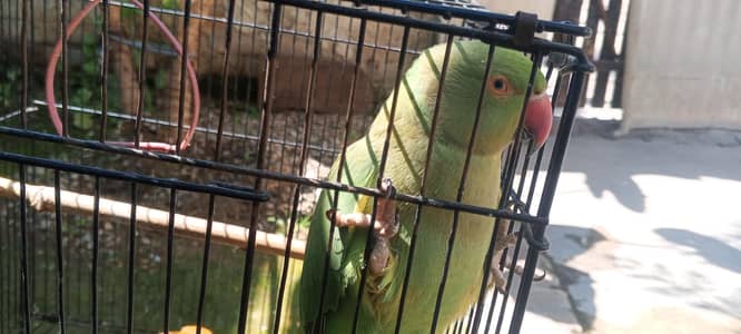 FEMALE PARROT 