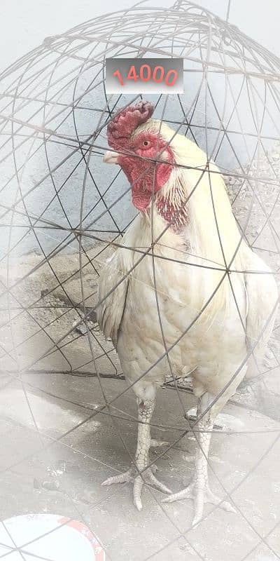 top quality aseel pair