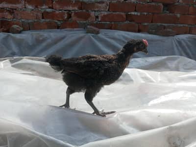 golden misri | golden misri chicks| desi chuzay | desi chicks