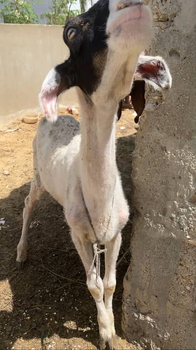 Mundra dumba full active