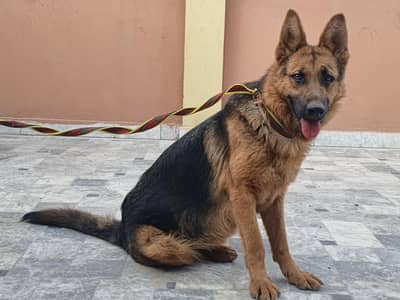 friendly dog best for family