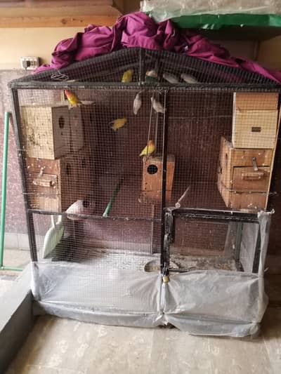 Parrots with Big cage