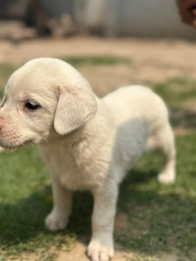 do dog male ha for sale