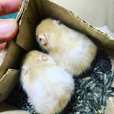 Long coat hamsters