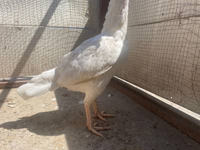white aseel murgi for sale