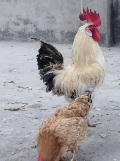 trio desi misri egg laying mrghi anday wali murgi