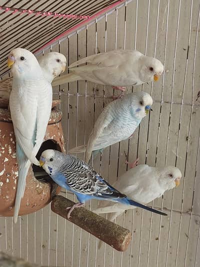 Australian Parrot  per piece for sale