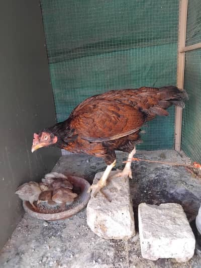 Aseel mainwali khajuri madi+4 chick's home breed 03125493963 WhatsApp