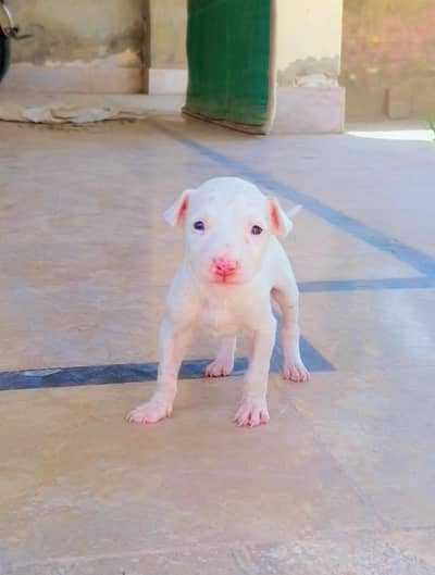gultair female pink nose puppy