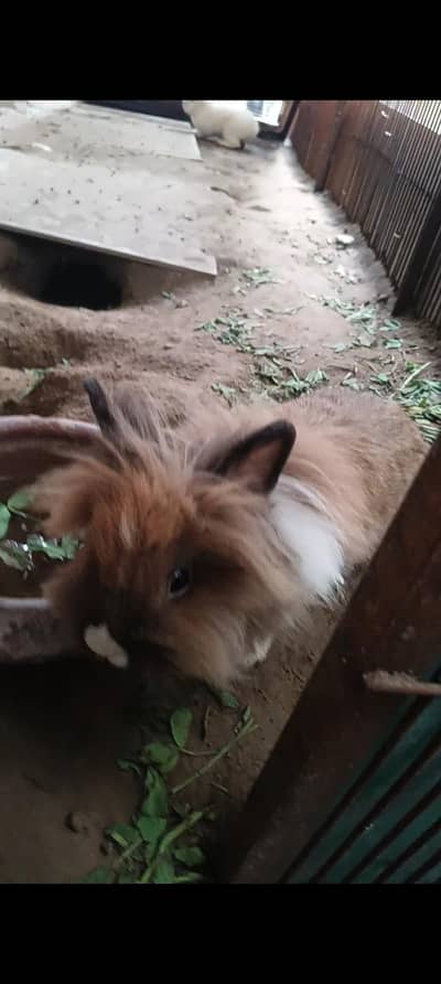 Fancy Rabbit, Lionhead Dwarf Bunny / Rabbit