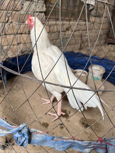 Heera Aseel pathy for sale