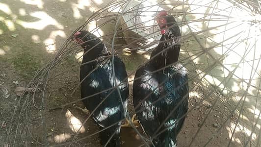 Black mushka Aseel Eggs