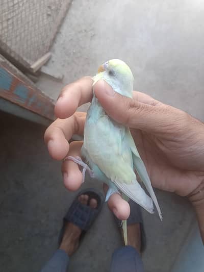 Rainbow 2 male for sale