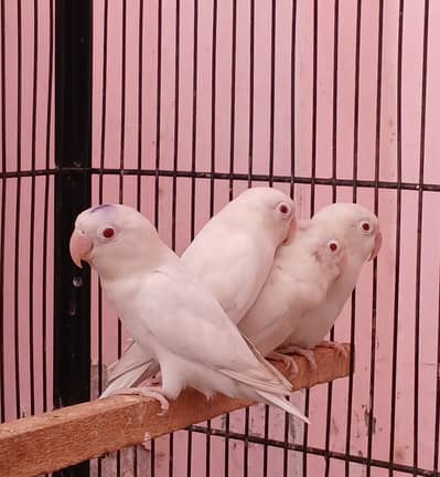 Albino red eyes 2 pairs