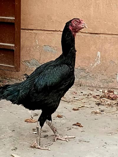 peyor lasani madhi  03290708502