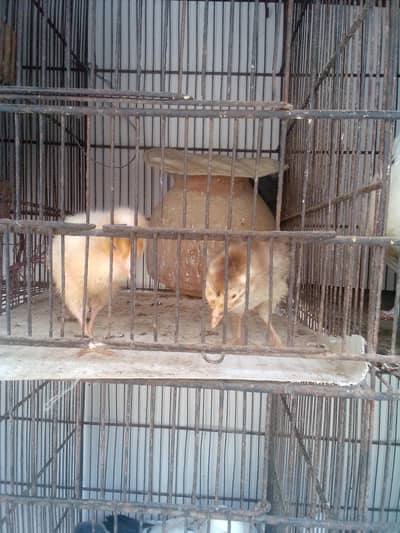 Desi chicks available 2 chicks
