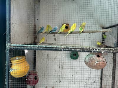 Beautiful Australian Parrot for Sale – Healthy & Active 