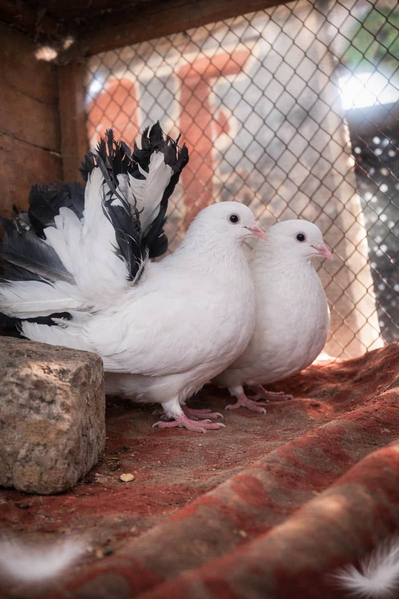 بریڈر فین ٹیل جوڑا فروخت کے لیے 0