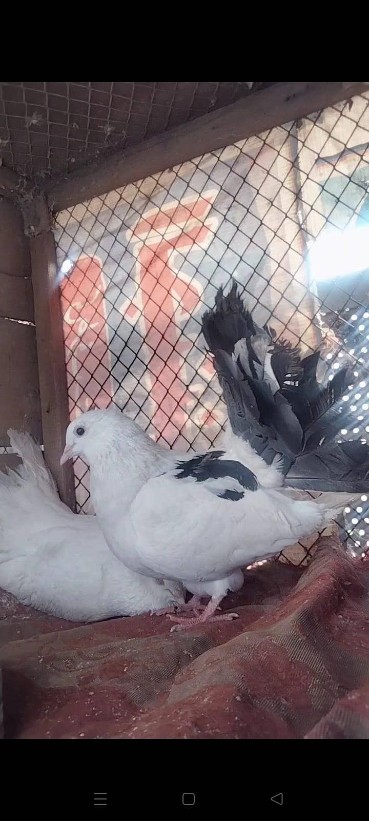 بریڈر فین ٹیل جوڑا فروخت کے لیے 1