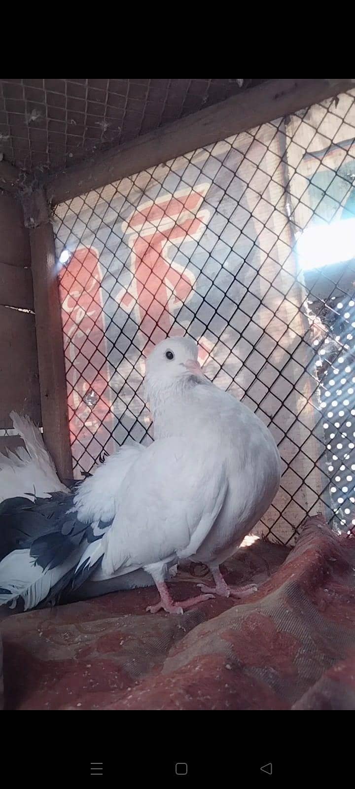 بریڈر فین ٹیل جوڑا فروخت کے لیے 2