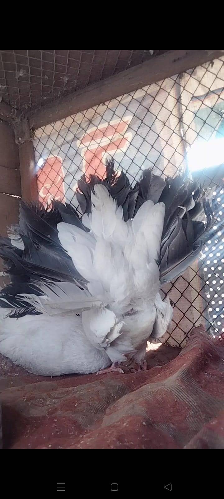 بریڈر فین ٹیل جوڑا فروخت کے لیے 3