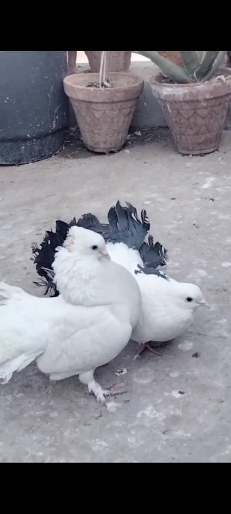 بریڈر فین ٹیل جوڑا فروخت کے لیے 4