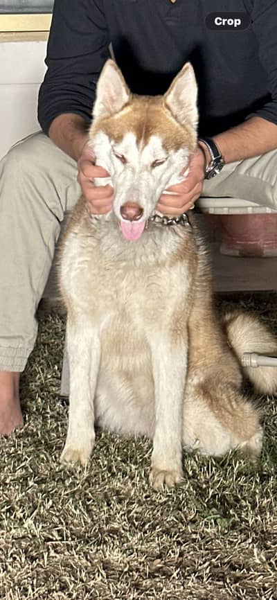 Brown husky