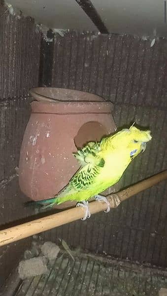 Australia TCb and hogorom available