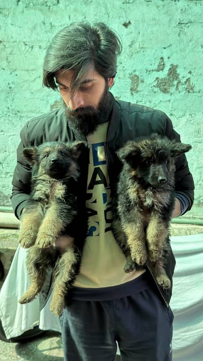 Long coat black mask puppys for sale