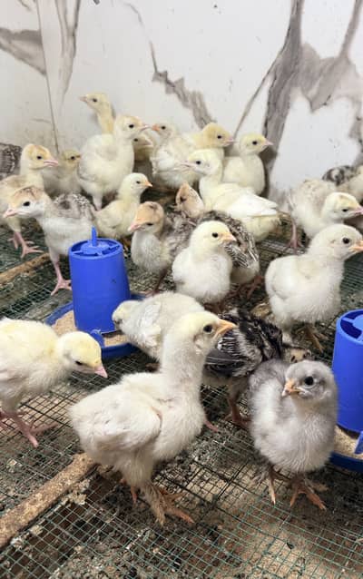 Healthy and Active Turkey Chicks Available