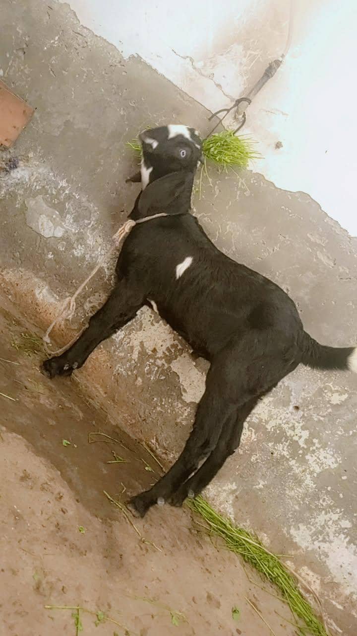 03079685820 0