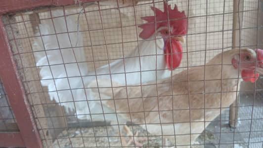 I want to sell my hens