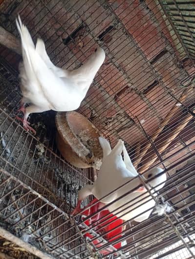 Breader Pair ha Top Quality Ka  Lahoree Sherazi ka