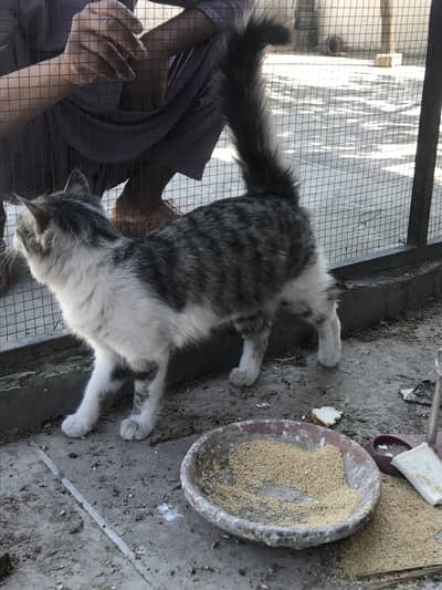 Pension cross cat available for sale