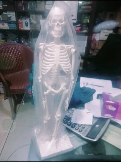Human Skeleton & Other Models Available Reasonable in Price