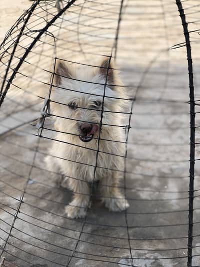 Cairn terrier for sale at low price