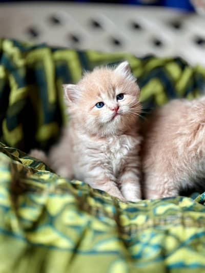 Persian kittens triple coat pair  for sale contact whatsap 03272663641