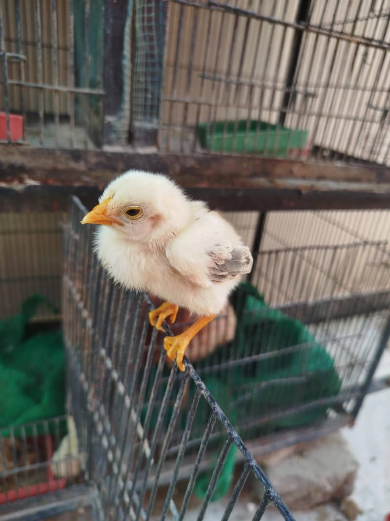 ASEEL JAVA CHICKS AVAILABLE 0