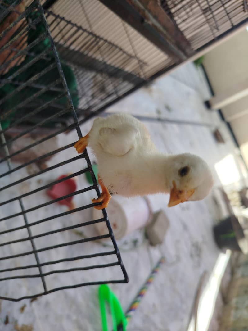 ASEEL JAVA CHICKS AVAILABLE 1